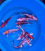HQ Import koi 25 / 30 cm bij Koidream in Valburg, Dieren en Toebehoren, Vissen | Vijvervissen, Karper of Koi