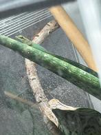 0.2 lygodactylus williamsi, Dieren en Toebehoren, Reptielen en Amfibieën, Hagedis