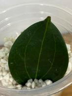 Hoya NOID (sp Timika?) Stek, Ophalen of Verzenden, Overige soorten, Minder dan 100 cm