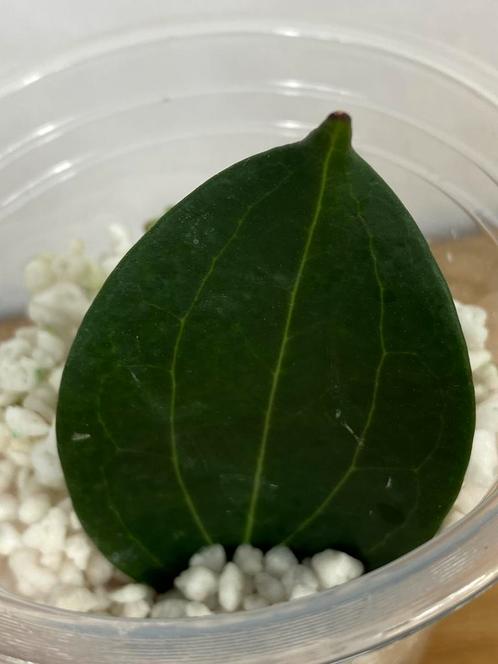 Hoya NOID (sp Timika?) Stek, Huis en Inrichting, Kamerplanten, Overige soorten, Minder dan 100 cm, Ophalen of Verzenden