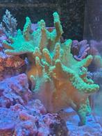 Verschillende Lederkoralen te koop!, Vis