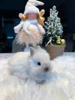 Teddy konijnen, Dieren en Toebehoren, Konijnen, Geslacht onbekend, Dwerg