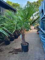 Palmbomen paas actie !! Uitzoeken nu €75 euro, Ophalen of Verzenden, Zomer, Volle zon, Palmboom