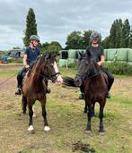 Allround zéér betrouwbare pony, Dieren en Toebehoren, Pony's, Gechipt, B, Ruin, 7 tot 10 jaar
