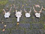 4 Damhert schedels met gewei (1 met bastgewei) samen €18, Verzamelen, Ophalen of Verzenden, Gebruikt, Hert, Schedel
