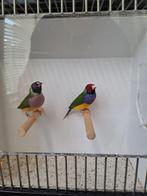 Goulds, Dieren en Toebehoren, Meerdere dieren