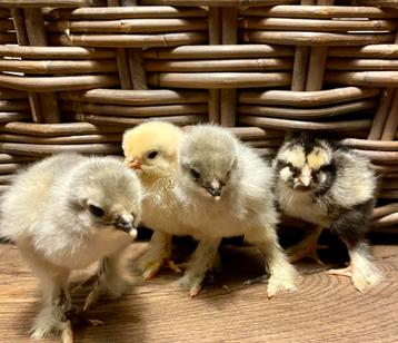 Grote brahma hennen kuikens  beschikbaar voor biedingen