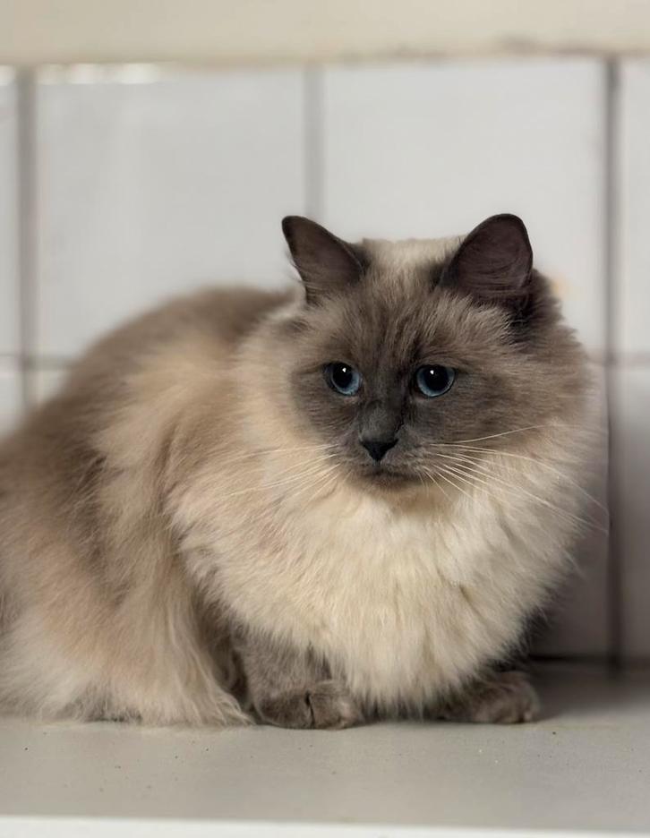 Ragdoll poes 2,5 jaar oud, Dieren en Toebehoren, Katten en Kittens | Raskatten | Langhaar, Poes, 3 tot 5 jaar, Ontwormd, Ingeënt