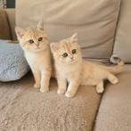 Britse / Brits Korthaar Kittens, raszuiver, gevaccineerd, Dieren en Toebehoren, Katten en Kittens | Raskatten | Korthaar, Kater