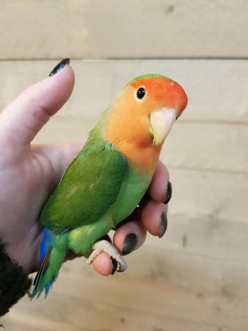 Jonge Agapornis Roseicolli | Baby´s | Handtam | Div. Kleuren, Dieren en Toebehoren, Vogels | Parkieten en Papegaaien, Dwergpapegaai of Agapornis