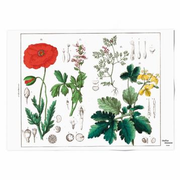NATUUR AFBEELDINGEN - HORTUS BOTANICUS beschikbaar voor biedingen