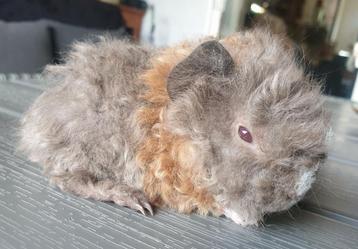 Lunkarya cavia beertje beschikbaar voor biedingen