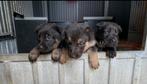 Duitse herder pups met stamboom nog 2 reutjes en 1 teefje, Particulier, Meerdere, 8 tot 15 weken, Meerdere dieren