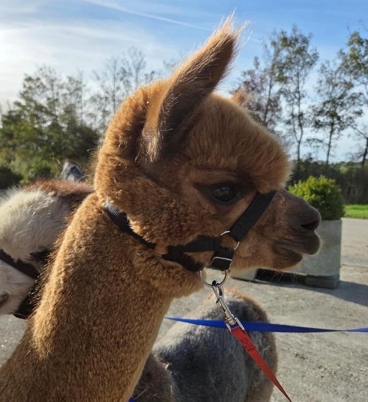 Alpaca merrie, Dieren en Toebehoren, Overige Dieren, Vrouwelijk, Juni