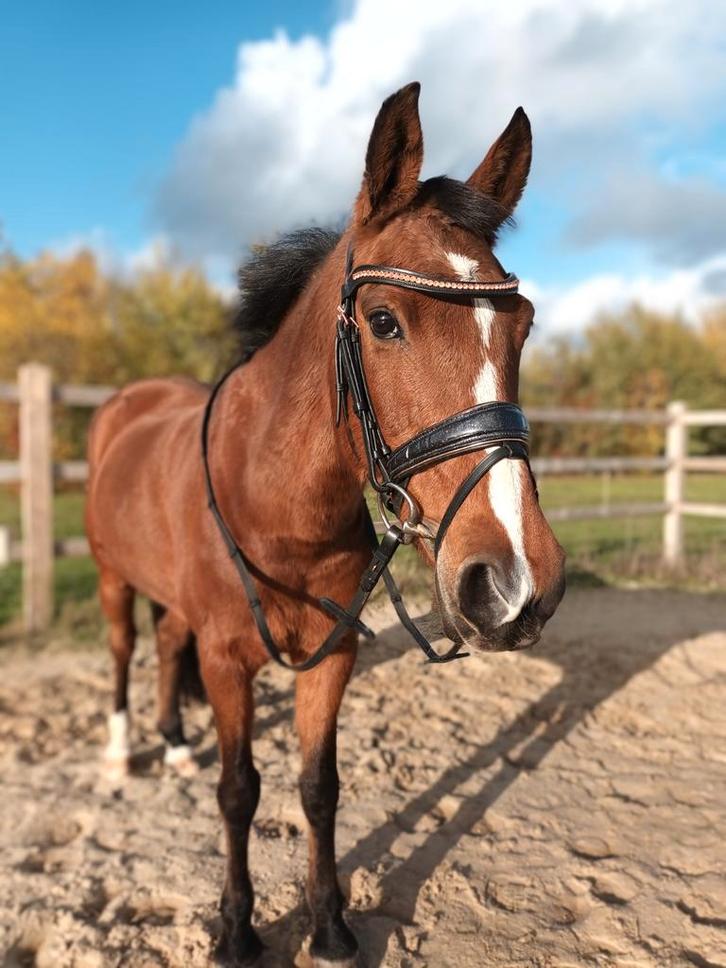 Een Prachtige Kinderpony, Dieren en Toebehoren, Paarden en Pony's | Dekhengsten en Fokmerries