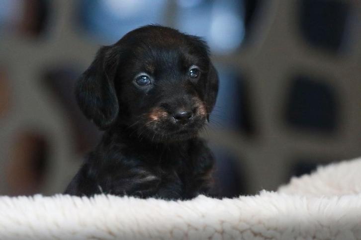 Labrador kruising Cockapoo pups, Dieren en Toebehoren, Honden | Retrievers, Spaniëls en Waterhonden, Meerdere dieren, Labrador retriever