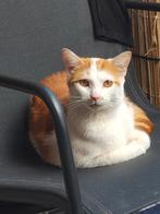 Lieve Tommie zoekt een rustig huisjewaar hij naar buiten kan, Dieren en Toebehoren, Katten en Kittens | Overige Katten, Kater
