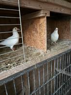 Witte postduiven, Meerdere dieren, Postduif