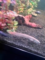 Polypterus senegalus – Grijze kwastvinsnoek, Dieren en Toebehoren, Vis