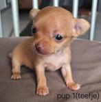 Chihuahua pups (kortharig), Dieren en Toebehoren, Honden | Chihuahua's en Gezelschapshonden, België, Particulier, Rabiës (hondsdolheid)