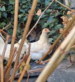2 hennentjes, Dieren en Toebehoren, Vrouwelijk, Kip