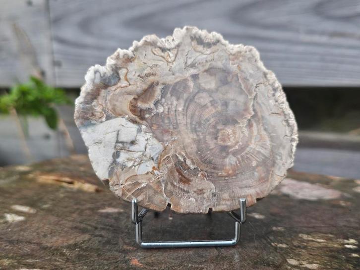 Versteend hout schijf 207 gram, Verzamelen, Mineralen en Fossielen, Ophalen of Verzenden