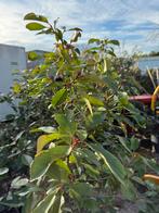 Glansmispel of photunia red robin partij 10 stuks 12,50 pst, Tuin en Terras, Vaste plant, Halfschaduw, Zomer, Ophalen