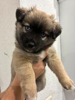 Super leuke pomsky boomer pups mogen zondag het nest verlate, Dieren en Toebehoren, Honden | Chihuahua's en Gezelschapshonden