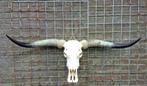 longhorn schedel, Ophalen, Schedel