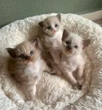 Ragdoll kittens, Dieren en Toebehoren, Katten en Kittens | Raskatten | Langhaar, Meerdere dieren, Gechipt
