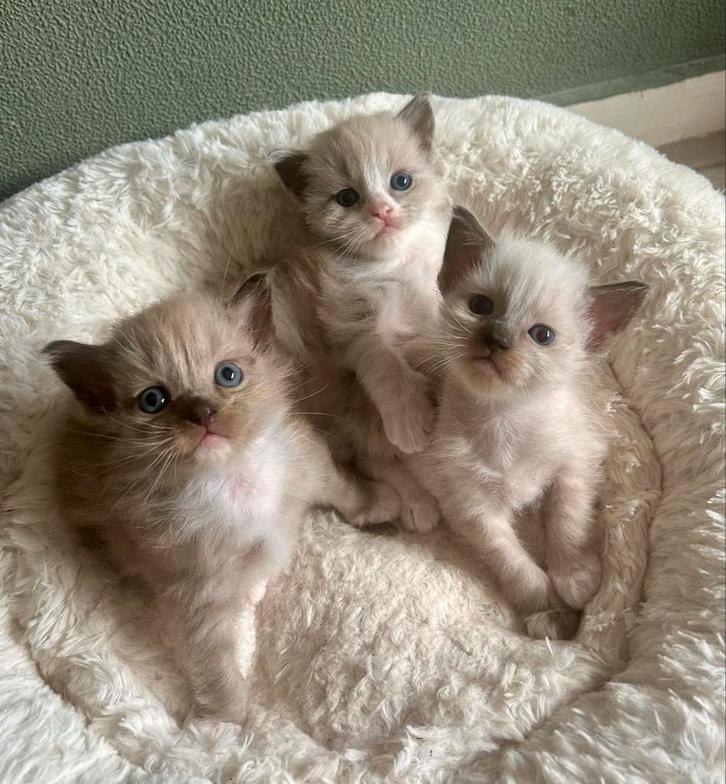 Ragdoll kittens, Dieren en Toebehoren, Katten en Kittens | Raskatten | Langhaar, Meerdere dieren, Gechipt, Ontwormd, Ingeënt