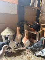 Mooie koppel duiven te koop, Dieren en Toebehoren, Vogels | Duiven, Meerdere dieren, Overige soorten