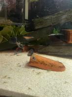 Blue metal snakeskin gup, Dieren en Toebehoren, Vissen | Aquariumvissen, Vis