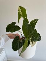 Syngonium  variegata, Huis en Inrichting, Kamerplanten, Ophalen, Halfschaduw, Minder dan 100 cm