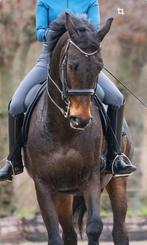 Stang en trens hoofdstel mt full, Dieren en Toebehoren, Paarden en Pony's | Hoofdstellen en Tuigage, Ophalen of Verzenden, Dressuur