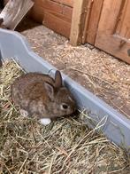 Dit lieve, leuke en tamme konijntje zoekt een nieuw baasje., Dieren en Toebehoren, Mannelijk, Klein