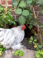 Hennetje en haantje(s) cochin kriel, Dieren en Toebehoren, Meerdere dieren, Kip