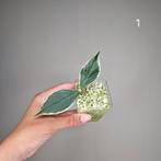 Hoya Polyneura Albo, Huis en Inrichting, Kamerplanten, Overige soorten, Minder dan 100 cm, Bloeiende kamerplant, Halfschaduw