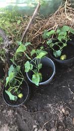 Chayote nog 1 plant, Overige soorten, Volle zon, Eenjarig, Ophalen of Verzenden