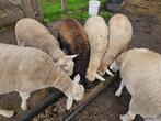 ruischapen, Dieren en Toebehoren, Mannelijk, Schaap, 0 tot 2 jaar