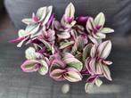 Tradescantia Nanouk 🪴, Ophalen of Verzenden, Overige soorten, In pot, Minder dan 100 cm