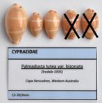Schelpen: Cypraea lutea bizonata 13-20,9mm  (Gem) Australië, Ophalen of Verzenden, Schelp(en)