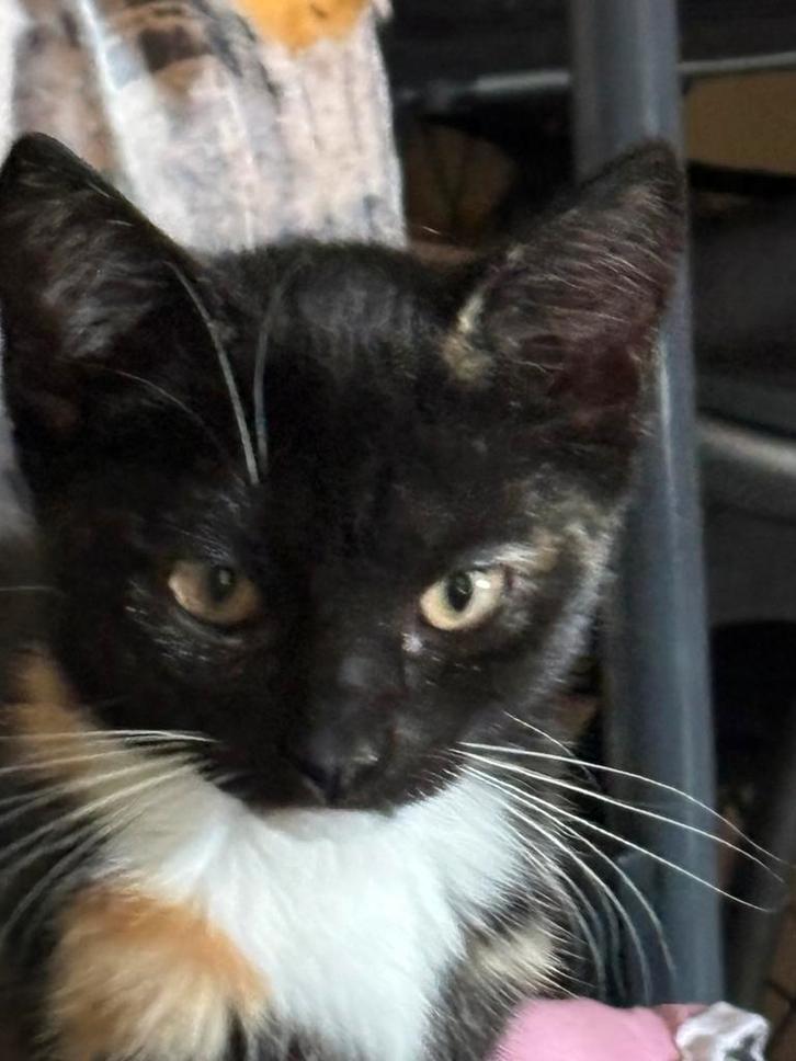 2 kittens zoeken nieuw tehuis, Dieren en Toebehoren, Katten en Kittens | Overige Katten, Meerdere dieren