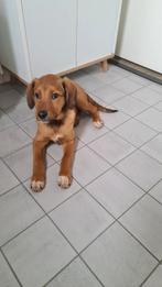Puppy pup van 4 maanden zoekt 4 ever home, Dieren en Toebehoren, Particulier, 15 weken tot 1 jaar, Overige rassen, Buitenland