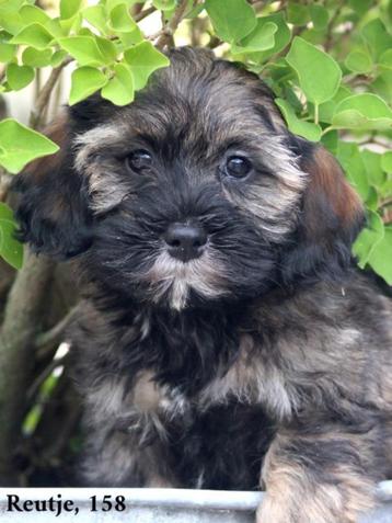 Leuke Boomer pups beschikbaar voor biedingen