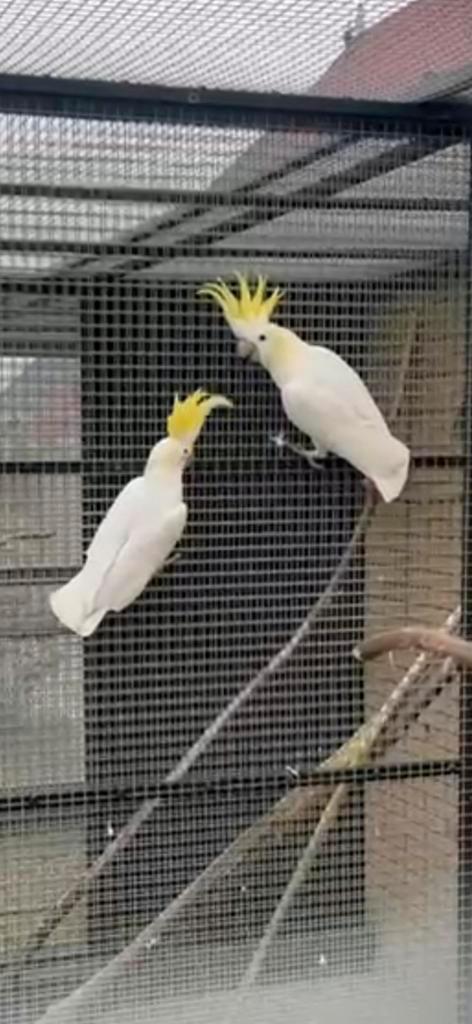 Goede kweekman Geelkuif Kaketoe, Dieren en Toebehoren, Vogels | Parkieten en Papegaaien, Papegaai, Mannelijk