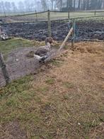 Toulouse gans, gent, Dieren en Toebehoren, Pluimvee