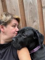Cane Corso puppy’s te koop, Dieren en Toebehoren, Honden | Bulldogs, Pinschers en Molossers, Rabiës (hondsdolheid), Overige rassen