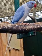 0-1violet opaline bleekstaart, 2025, Vrouwelijk