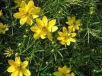 Vasteplant Coreopsis verticilata 'Zagreb' Meisjesogen, Tuin en Terras, Planten | Tuinplanten, Ophalen of Verzenden, Zomer, Overige soorten